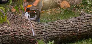 Best Tree Risk Assessment  in USA